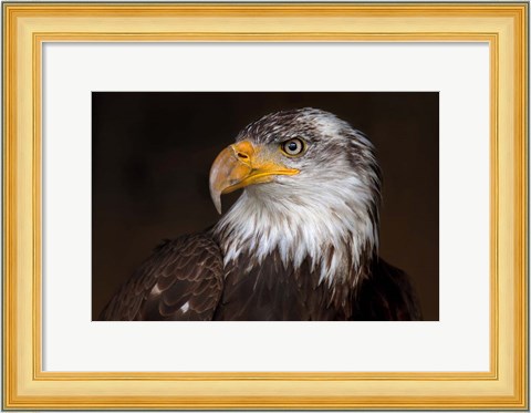 Framed Caged - Bald Eagle Print