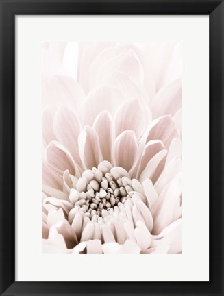 Framed Chrysanthemum No 6 Print