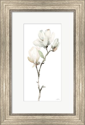 Framed White Magnolia II Print