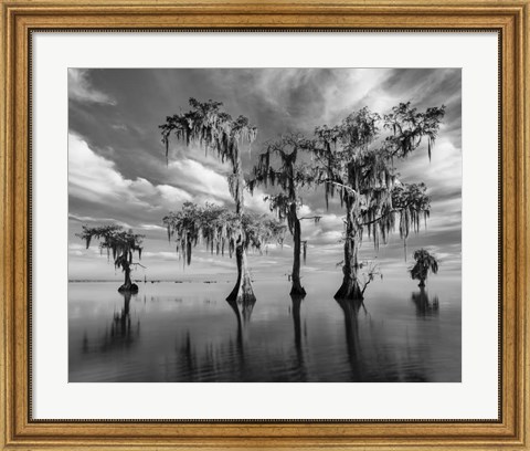 Framed Sentinels of Lake Maurepas Print