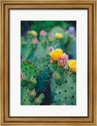 Framed Spring Cacti No. 1 Print