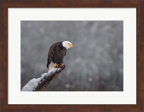 Framed Snow on the Skagit Print