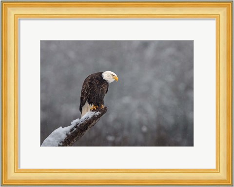 Framed Snow on the Skagit Print