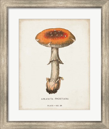 Framed Mushroom Study III Print