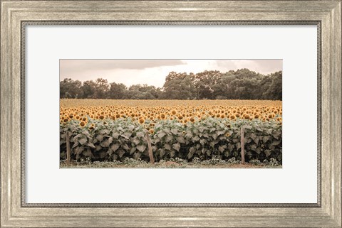 Framed Sunflower Field No. 7 Print