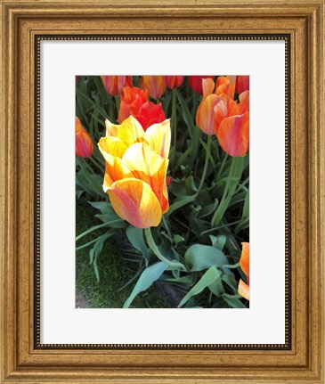 Framed Tulip Time Print