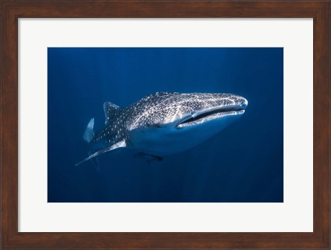 Framed Whale Shark Print