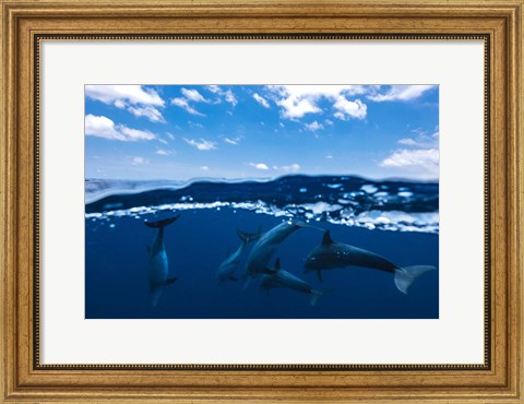 Framed Between Air and Water with the Dolphins Print