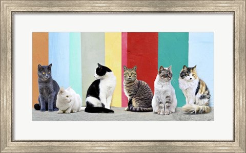 Framed Cats in the Sun Print