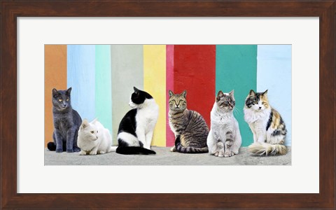 Framed Cats in the Sun Print