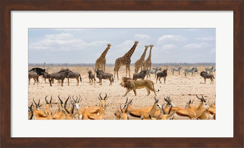 Framed Sovereign Passing By (Masai Mara) Print