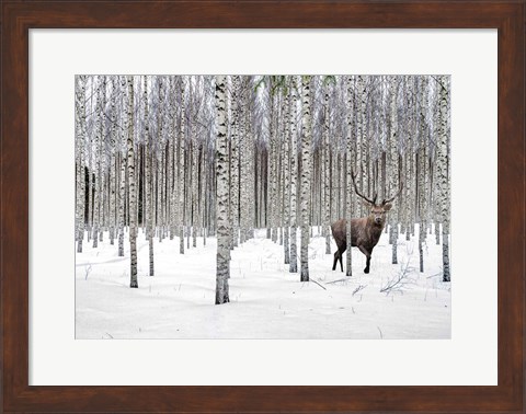 Framed Stag in Birch Forest, Norway Print