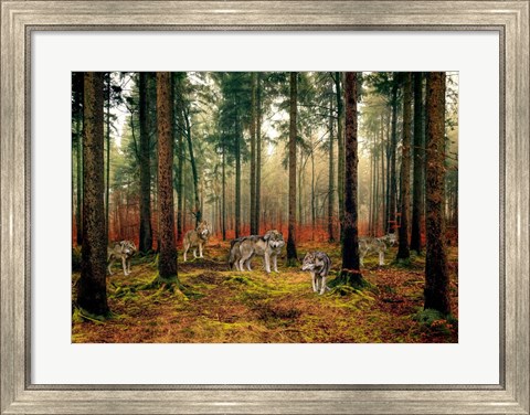 Framed Pack of Wolves in the Woods Print