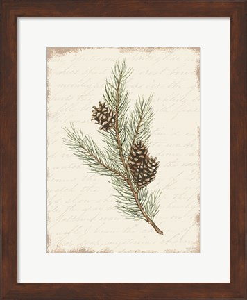 Framed Pine Cone Botanical II Print