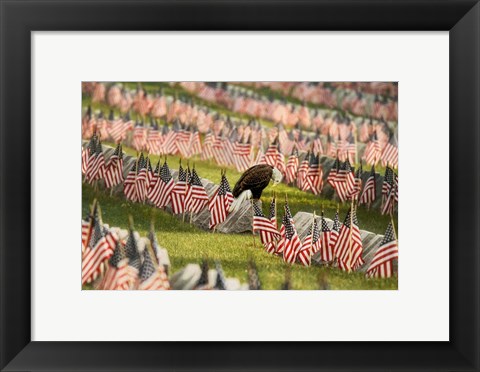 Framed Final Salute - Blad Eagle Print