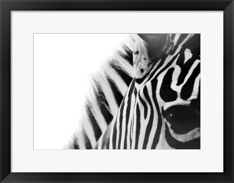 Framed Zebra Eye Print