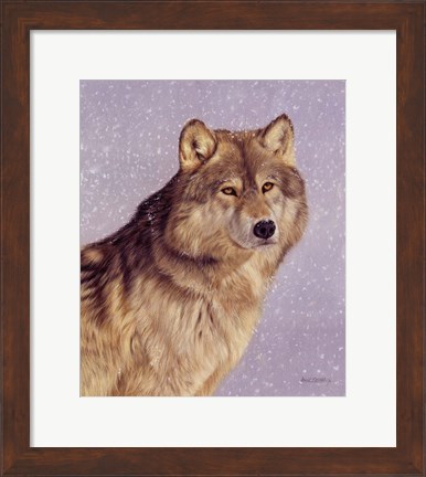 Framed Wolfportraitsnow.Jpg Print