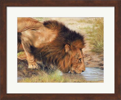 Framed Lion Drinking Print