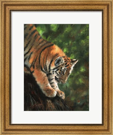 Framed Tiger Cub Climbing Down Tree Print