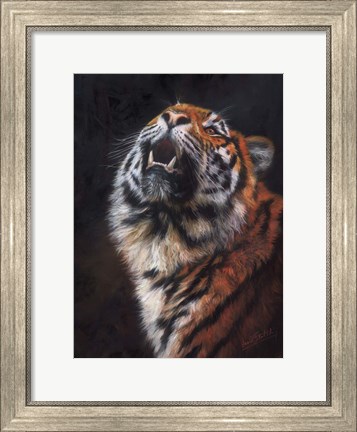Framed Tiger Looking Up Print