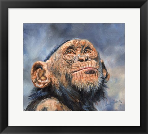 Framed Chimp Looking Up Print