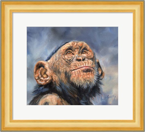 Framed Chimp Looking Up Print