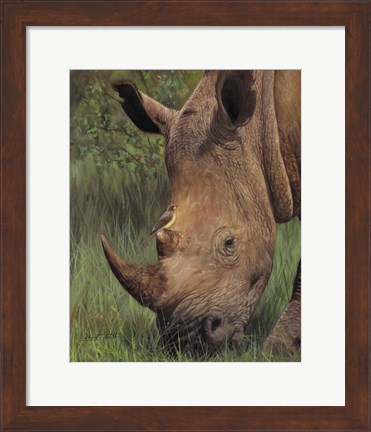 Framed Rhino And Oxpecker Bird Print