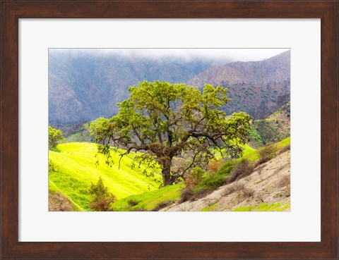 Framed Prolab Oak Tree Print
