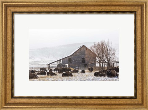 Framed Colorado Barn Print