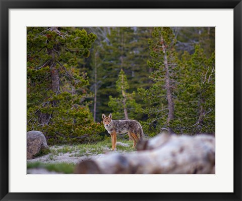 Framed Yosemite Wildlife Print
