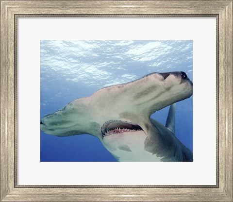 Framed Great Hammerhead Shark With Mouth Open Print