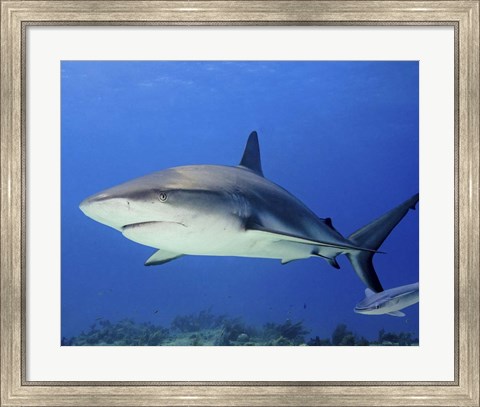 Framed Reef Shark, Tiger Beach Print