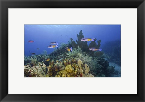 Framed Small Group Of Creole Wrasse Pass Over a Reef Print