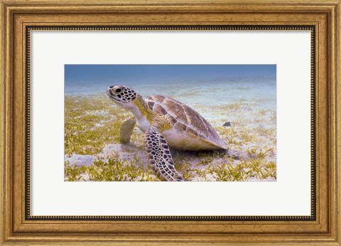 Framed Green Turtle in the Sea Grass Print