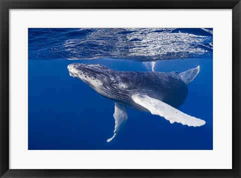 Framed Humpback Whale Calf Playing At the Surface Print