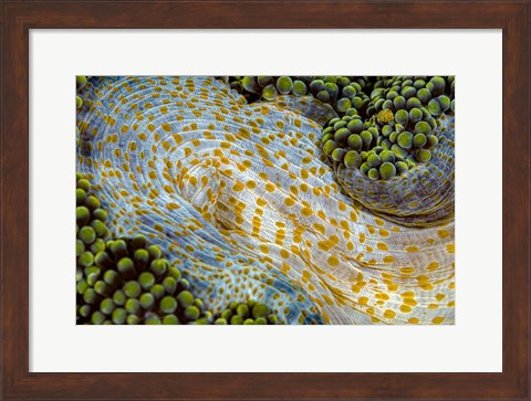 Framed Texture Of An Anemone Print