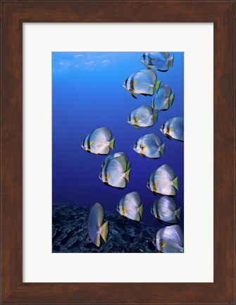 Framed Schooling Circular Batfish, Indonesia Print