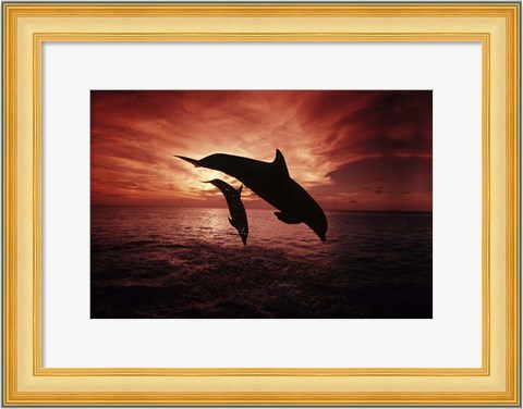 Framed Pair Of Atlantic Bottlenose Dolphins Print