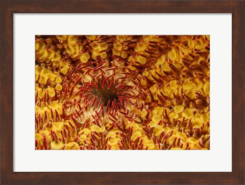 Framed Close-Up Look At the Underside Of the Crown-Of-Thorns Starfish Print