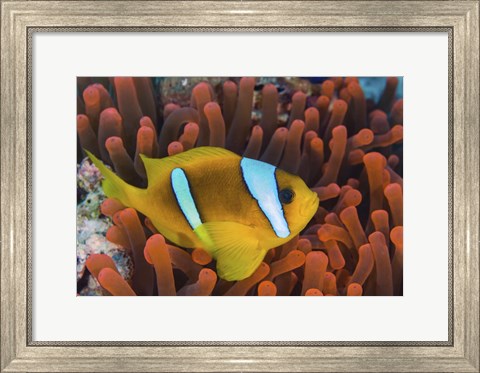 Framed Red Sea Clownfish Print