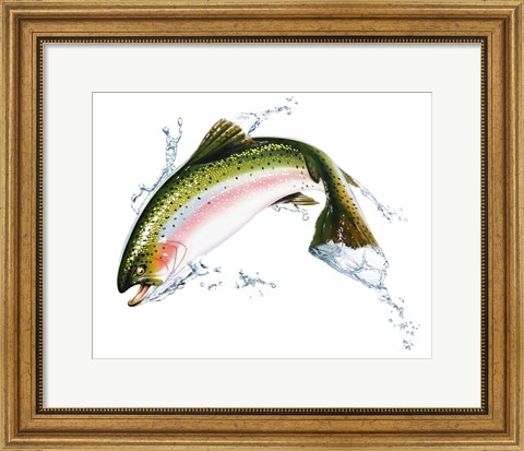 Framed Pink Salmon Jumping Out Of the Water Print