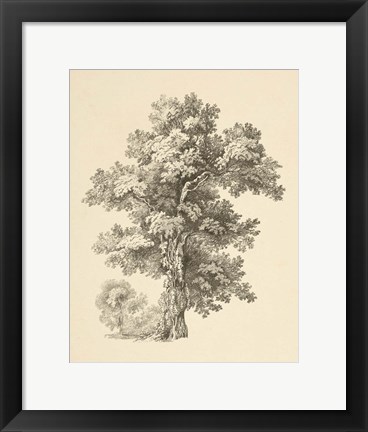 Framed Tree Study I Dark Print