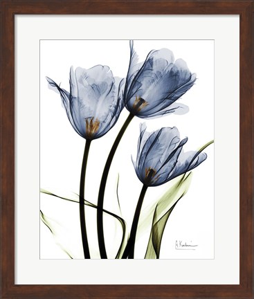 Framed Indigo Infused Tulips Print
