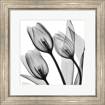 Framed Splendid Monotone Tulips Print
