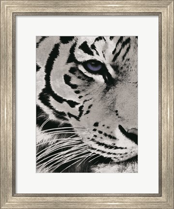Framed Tiger Purple Eye Print