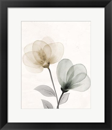 Framed Open Bloom 1 Print