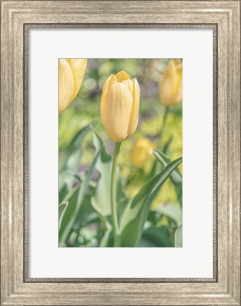 Framed Obsequious Traditions Print