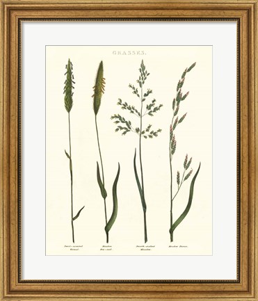 Framed Herbal Botanical Study I Ivory Print