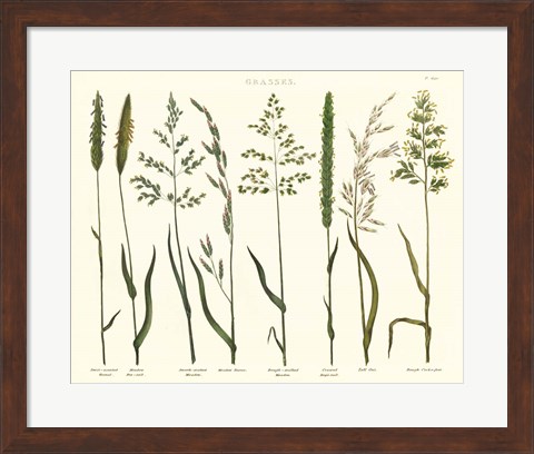 Framed Herbal Botanical VII Ivory Print