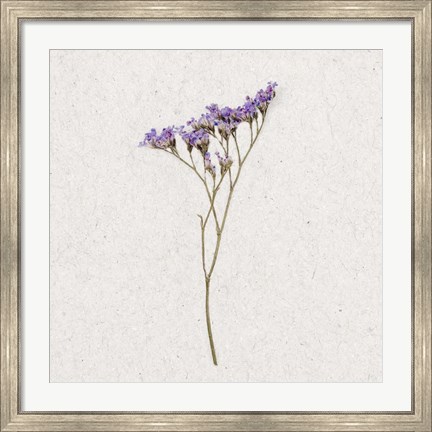 Framed Dainty Purple 3 Print